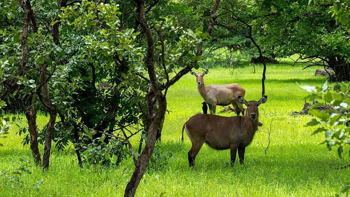 Paisaje del parque nacional de Niokolo‑Koba.